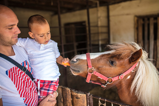 Boy enjoy feeding a horse, father watching him