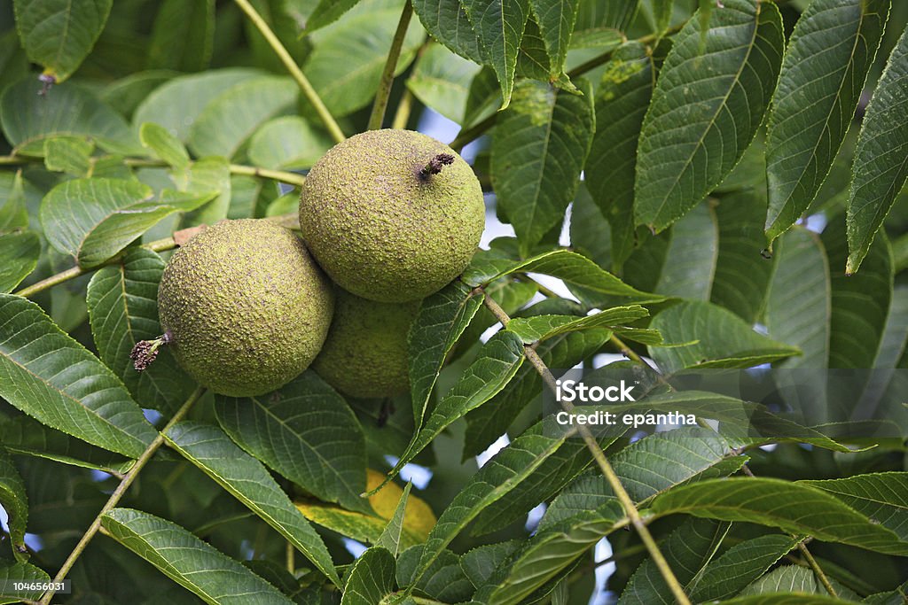 Black Walnut Fruit  Black Walnut Tree Stock Photo