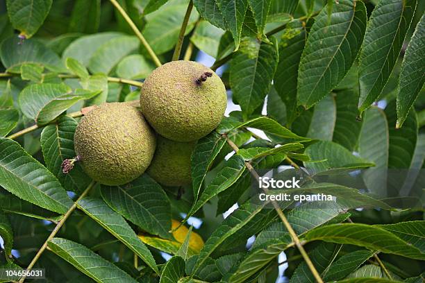 Black Walnut Fruit Stock Photo - Download Image Now - Black Walnut Tree, Black Color, Branch - Plant Part