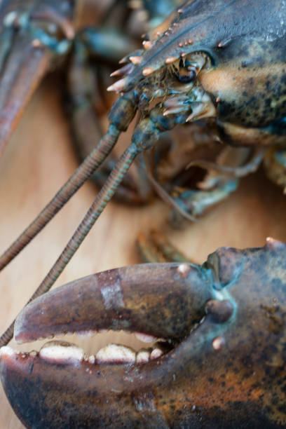 istock lobster dinner with lemon and lettuce garnish 1046560530
