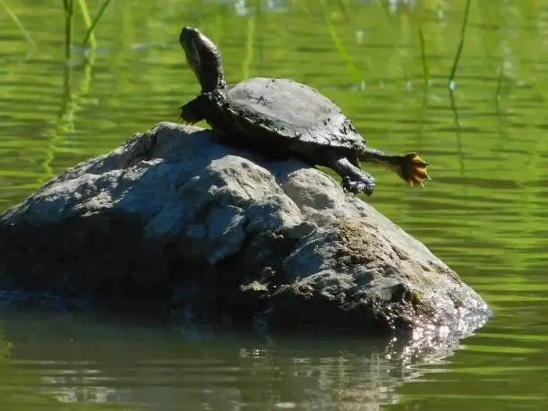 Turtle soaking up the sun rays on a rock at Carlyle Lake (IL)