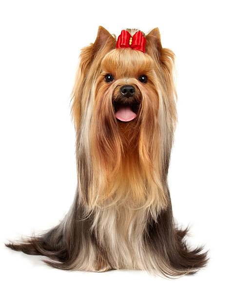 The Yorkshire Terrier of show class  yorkshire terrier stock pictures, royalty-free photos & images