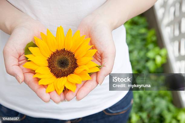 Girasol Foto de stock y más banco de imágenes de Adulto - Adulto, Agarrar, Aire libre