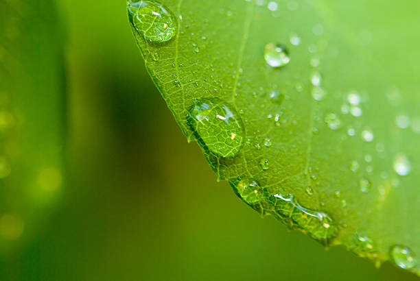 istock Green Living water drops on leaf 104656644