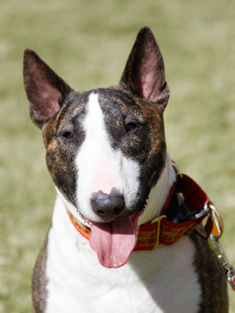 istock Smiling portrait of a bull terrier 1046567104