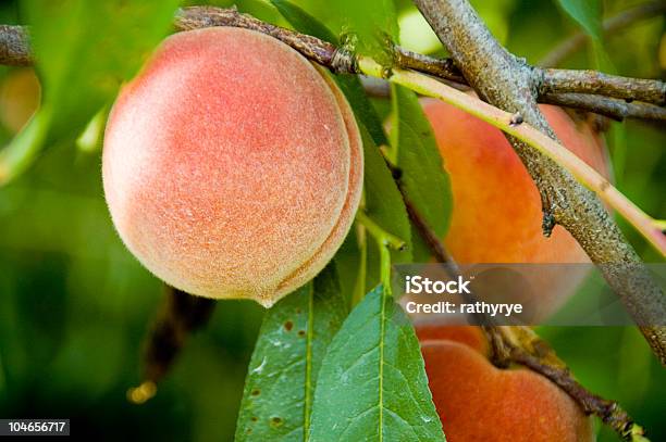 Fresche Peaches - Fotografie stock e altre immagini di Pesca - Frutta - Pesca - Frutta, Pesco, Fattoria