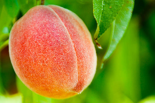 Fresh Peach stock photo