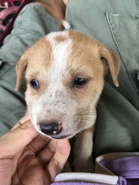 istock Play with a baby dog 1046567436