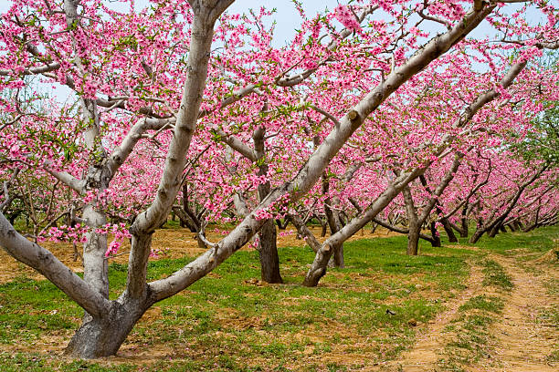 istock hurst of peach blossom 104657123