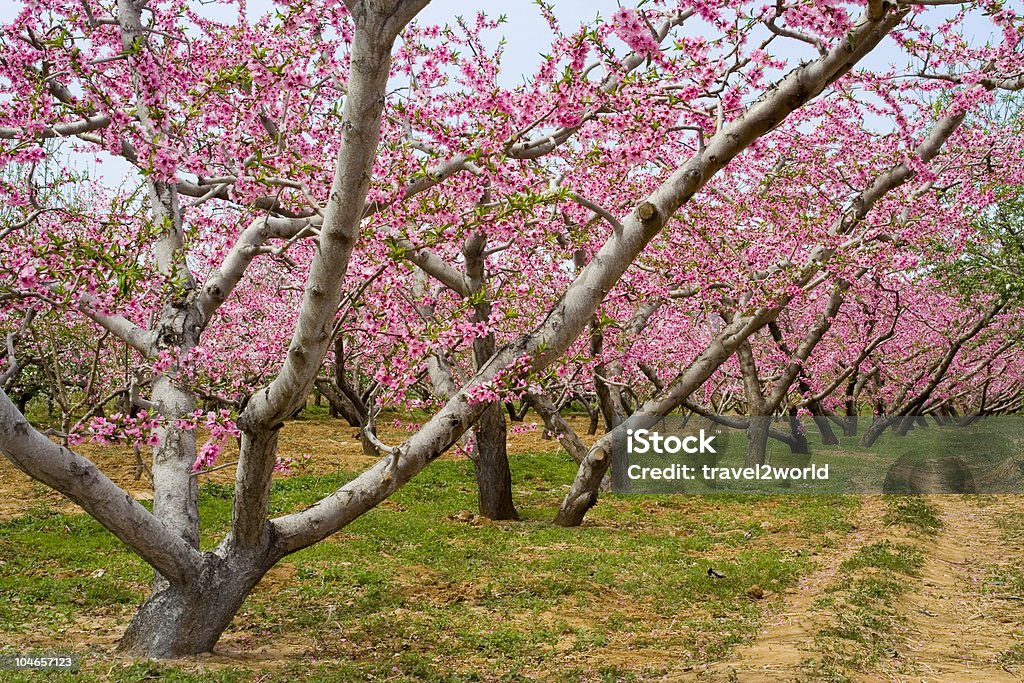 hurst de Flor de Pessego - Foto de stock de Verde - Descrição de Cor royalty-free