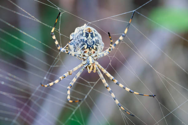 istock Argiope lobata in Tenerife 1046571718