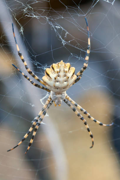 istock Argiope lobata in Tenerife 1046571884