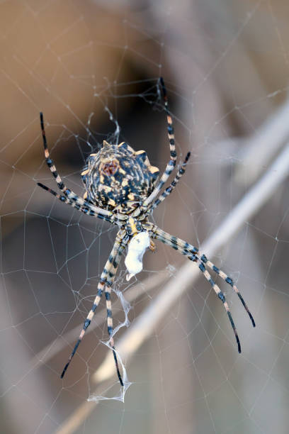 istock Argiope lobata in Tenerife 1046571896