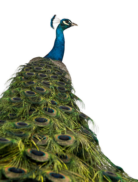 istock Rear view of a peacock, looking away. 104657285