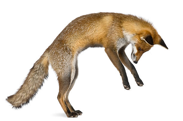 Side view of Red Fox standing on hind legs.  fox photos stock pictures, royalty-free photos & images