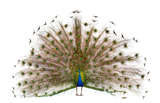 Front view of a peacock displaying tail feathers.