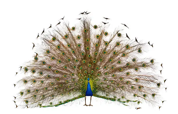 Front view of a peacock displaying tail feathers in front of white background.