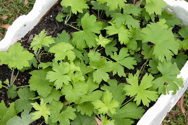 Stock Photo Delphinium Seedlings Cultivated in Polystyrene Box stock photo
