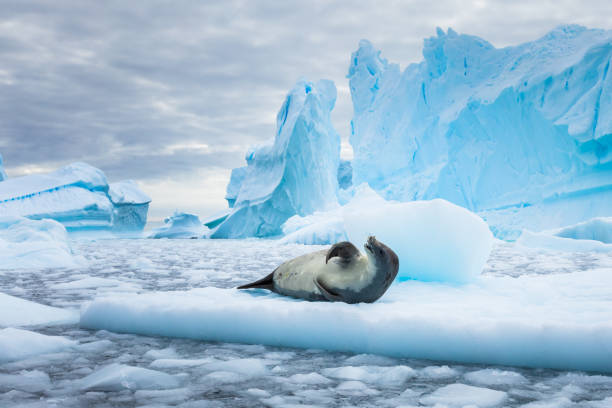 istock Crabeater seal (lobodon carcinophaga) in Antarctica resting on drifting pack ice or icefloe between blue icebergs and freezing sea water landscape in the Antarctic Peninsula 1046578220