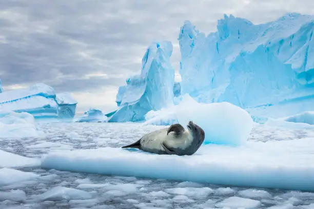 Photo of Crabeater seal (lobodon carcinophaga) in Antarctica resting on drifting pack ice or icefloe between blue icebergs and freezing sea water landscape in the Antarctic Peninsula