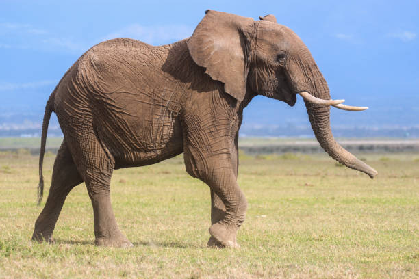 istock Profile portrait of a young male elephant 1046581018