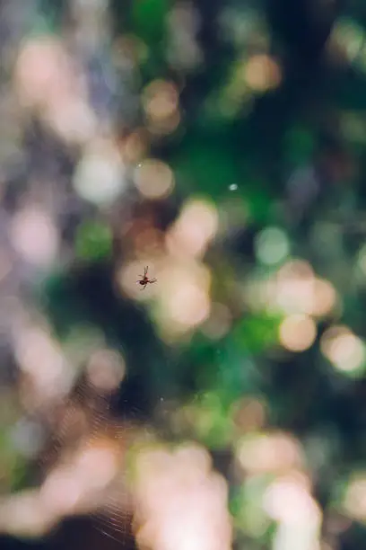 a spider in colorful bokeh background