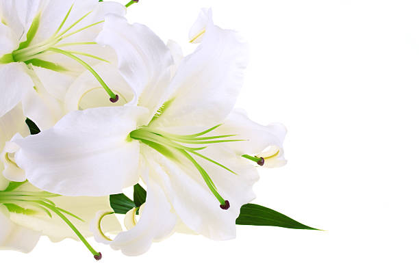 istock Bunch of white lilies 104658959