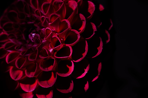 Dahlia flower in neon light blue and pink