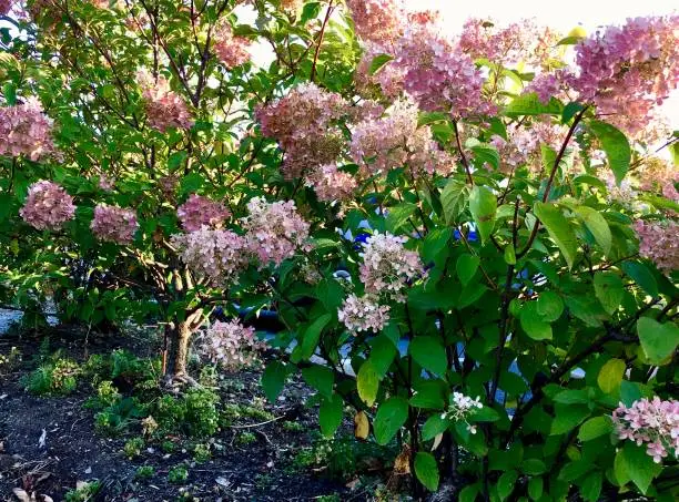 Photo of Hydrangea Paniculata (Pee Gee)