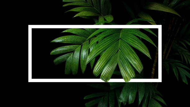 istock Tropical palm leaves nature frame layout, rainforest foliage plant trees on black background with white frame border. 1046594930