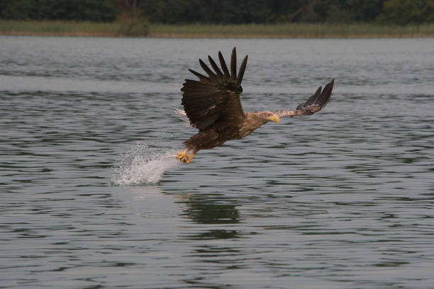 istock white taled sea eagle fishing 1046595094