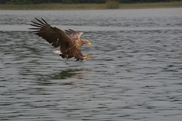 white tales sea eagle close above the water level spreading infront his claws to grab a fish