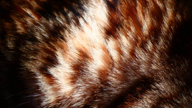 istock Bengal cat fur in close-up 1046595514