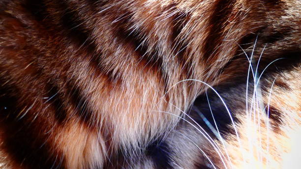 istock Bengal cat fur in close-up 1046595608