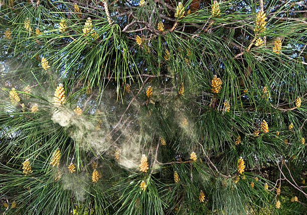 istock Allergy causing pollen blowing from the Umbrella pine, Pinus pinea. 104659755