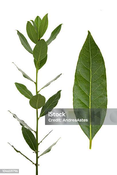 Bay Leaves Stock Photo - Download Image Now - Bay Leaf, Bay Tree, Branch - Plant Part