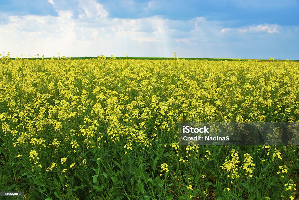 Flores de prado - Royalty-free Acima Foto de stock