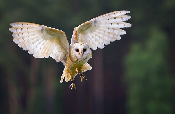 velo gufo in volo - owl foto e immagini stock