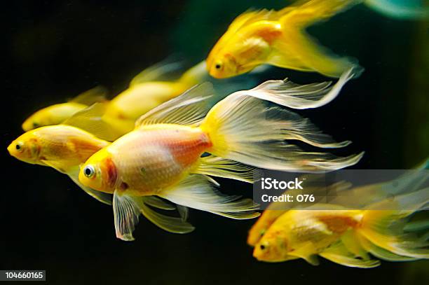 School Of Yellow Goldfish Swimming Quickly Stock Photo - Download Image Now - Animal, Aquatic Mammal, Aquatic Organism