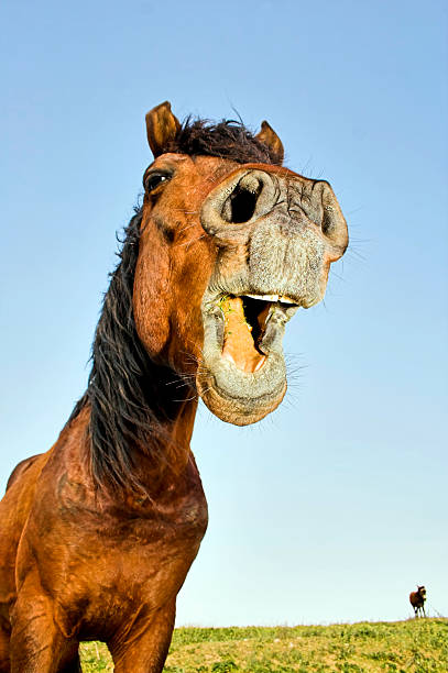 istock Horse with a sense of humor. 104660200