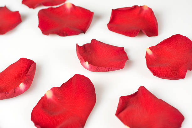 istock Beautiful red petals isolated on white background 104660203