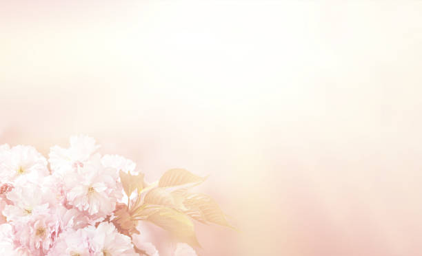 istock Sakura cherry flower blossom 1046609460