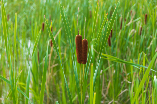Two brown, female cattail flowers stand out in focus, in a mass of backlit  leaves.