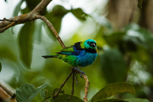 Colorful bird Saíra - Tangara Seledon diversidade stock pictures, royalty-free photos & images