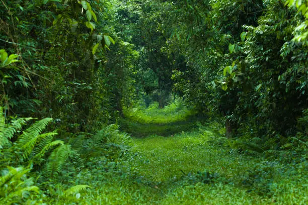 Path in the middle of the forest in ubatuba