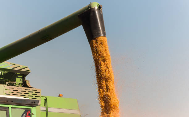 istock Pouring corn grain into tractor trailer after harvest at field 1046613658