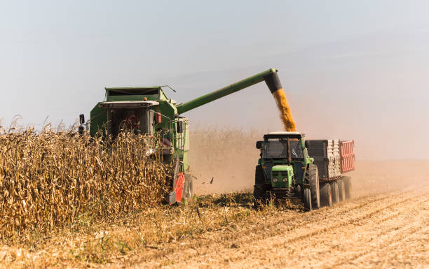 istock Pouring corn grain into tractor trailer after harvest at field 1046613684