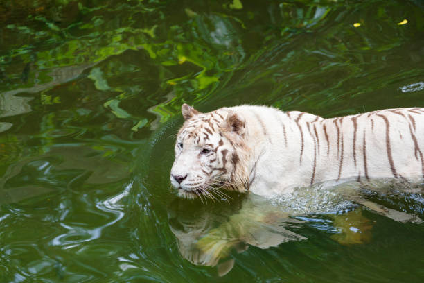 istock Active albino white tiger outdoors 1046613728