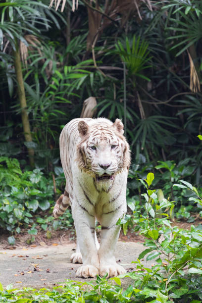 istock Active albino white tiger outdoors 1046613754
