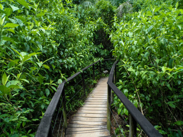 Wooden bridge in the forest Path in the forest in Bonito - Mato Grosso do Sul - Brazil verão stock pictures, royalty-free photos & images